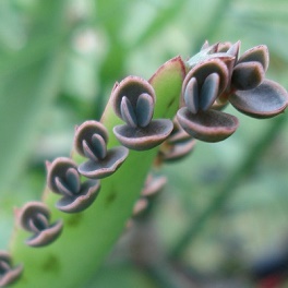 plant de plante alligator